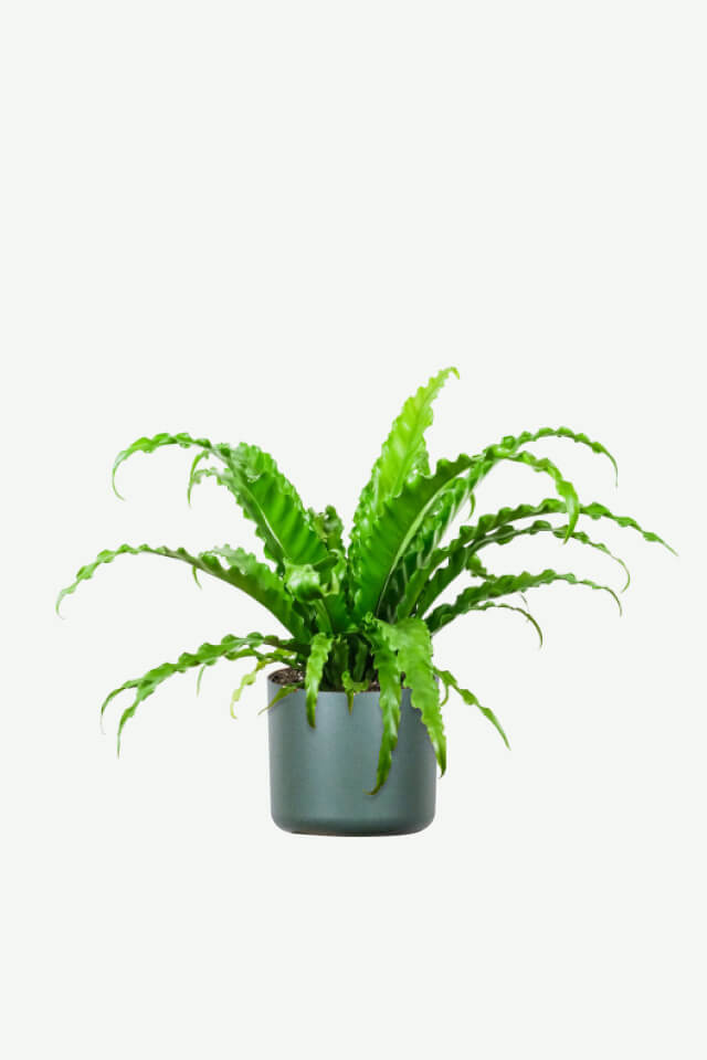 plantas ornamentais